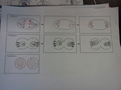 mitosis flip book 12 pages