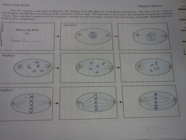 mitosis flip book 20 pages
