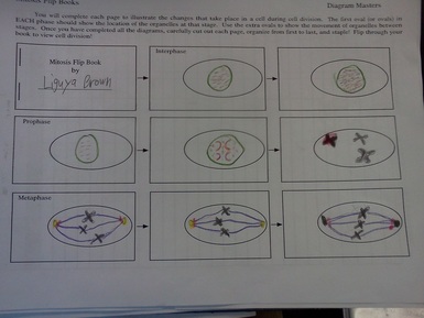 flip book for mitosis
